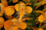 Yellow fringed orchid